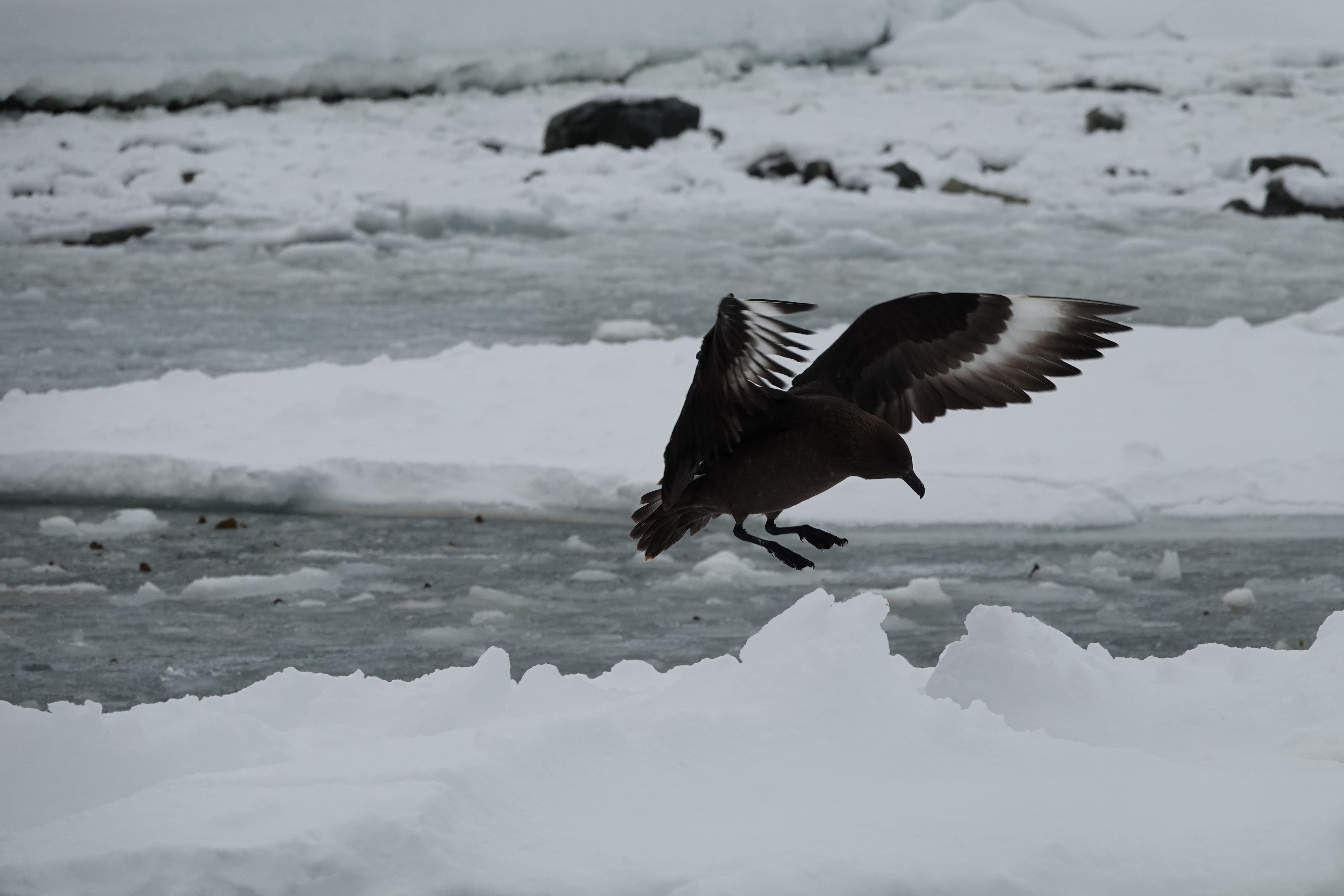 Aterrissage de Labbe