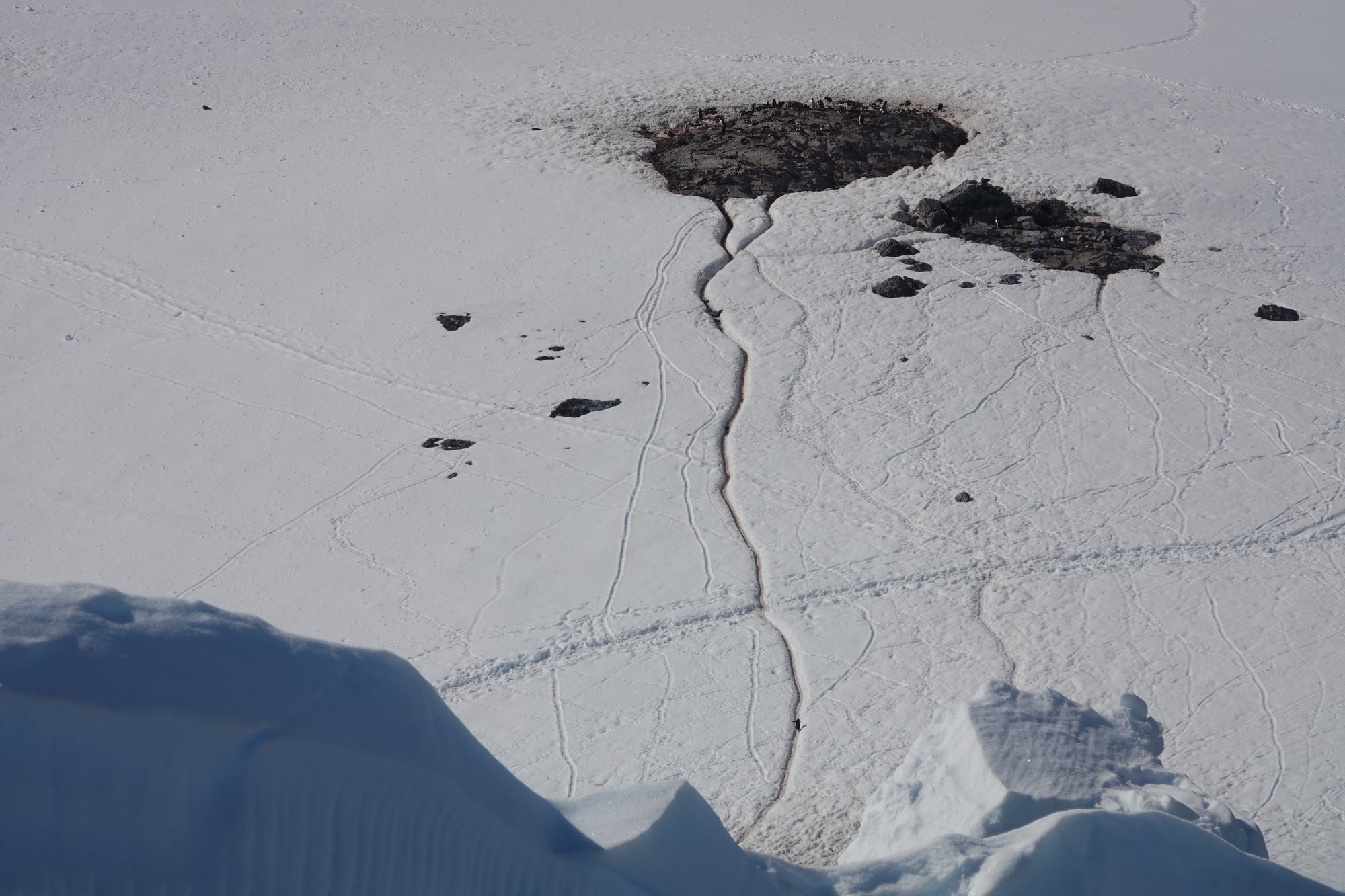 Autoroute à manchot Autoroute à manchot