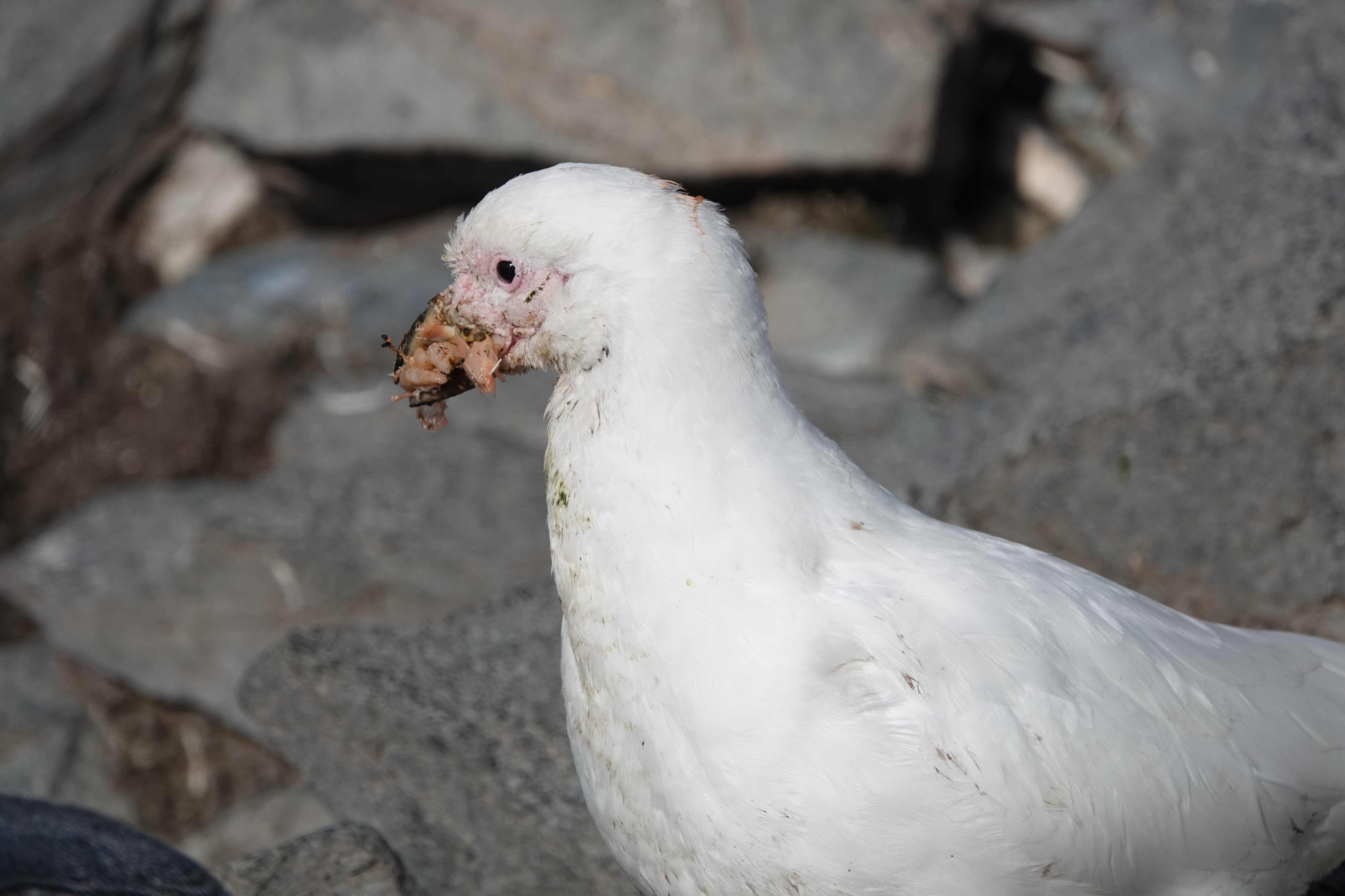 Chionis blanc le bec plein de guano