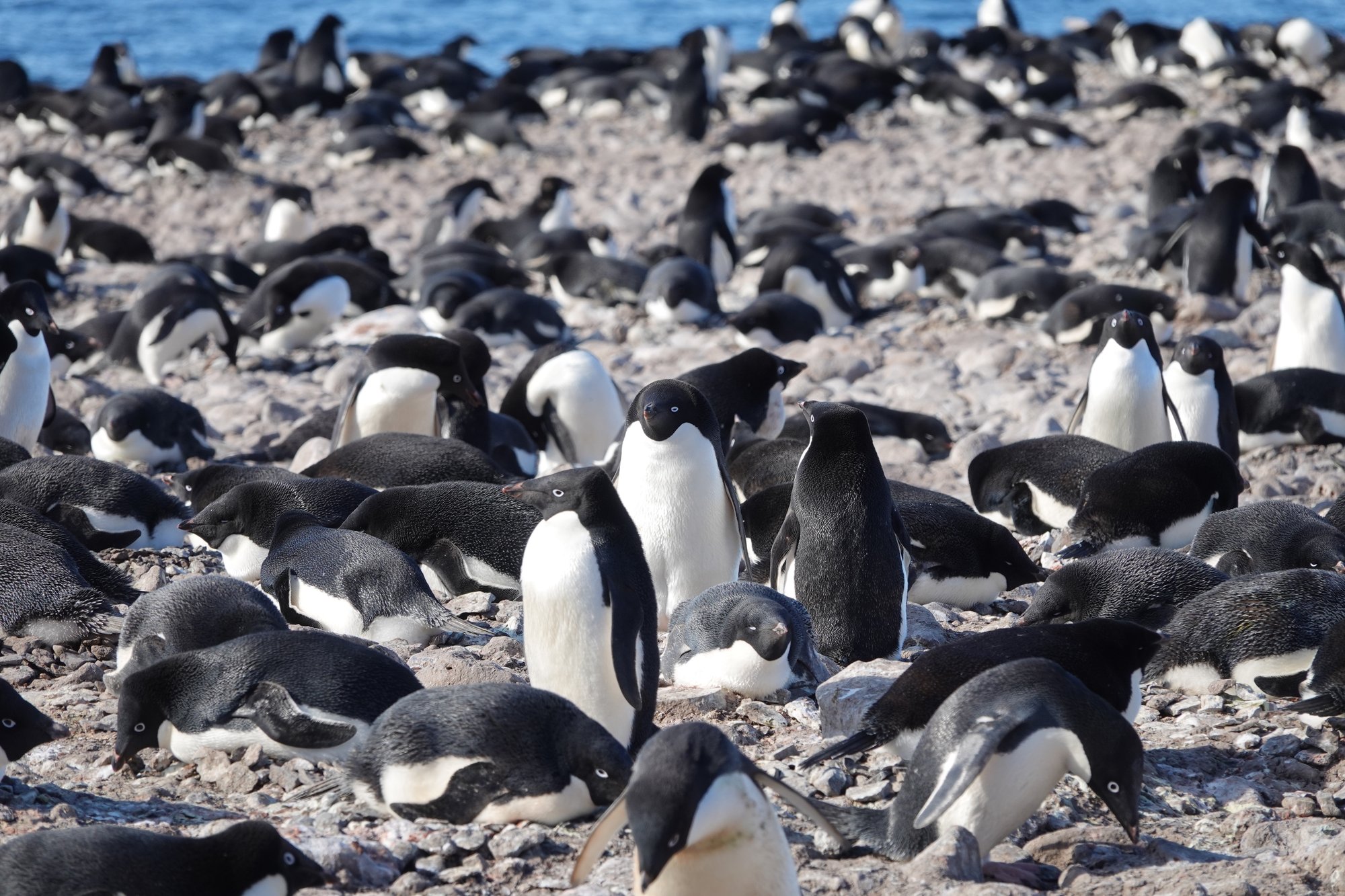 Colonie de manchots adélie2 Colonie de manchots adélie2