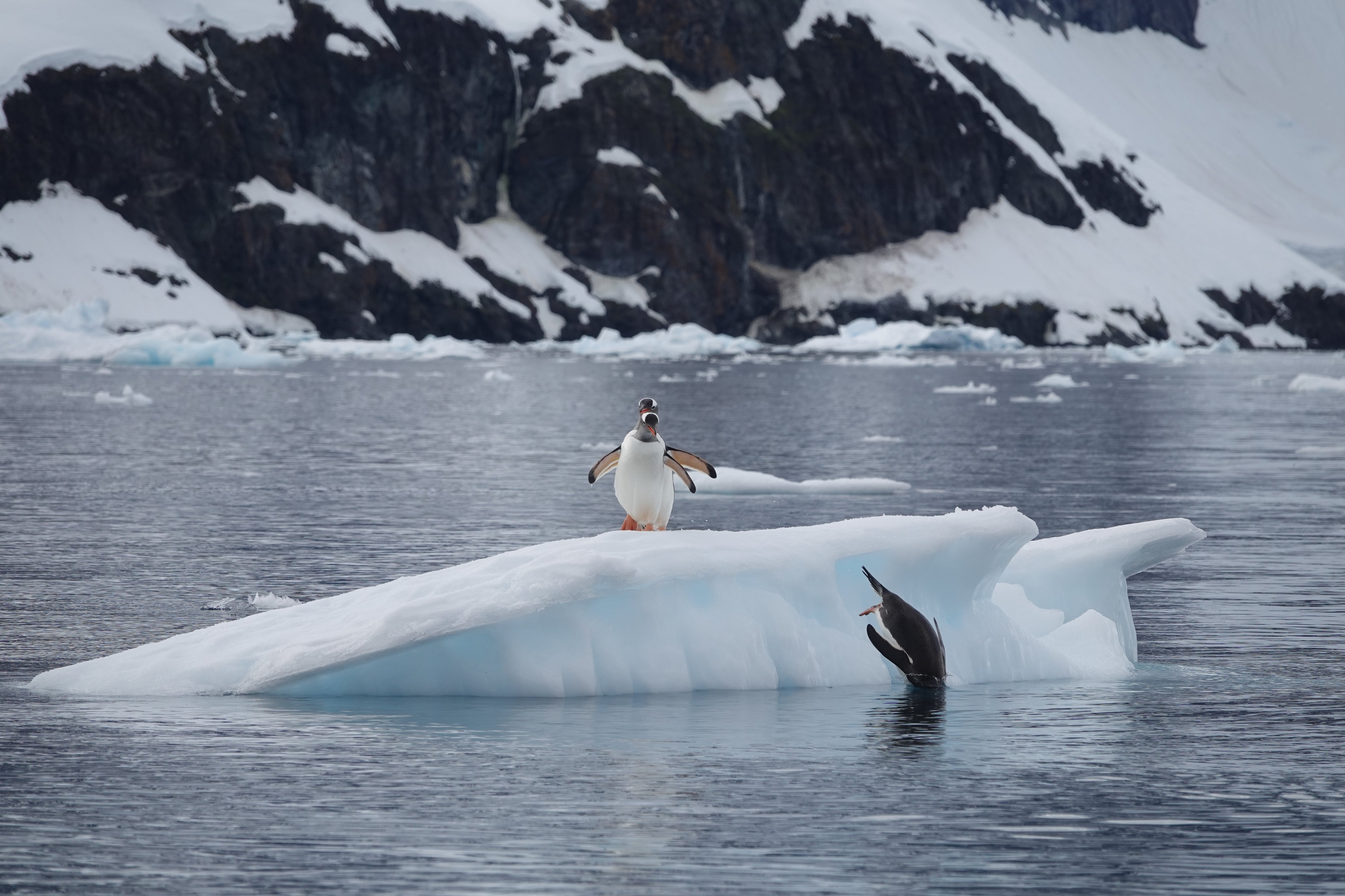 Concour de plongeon chez les papous