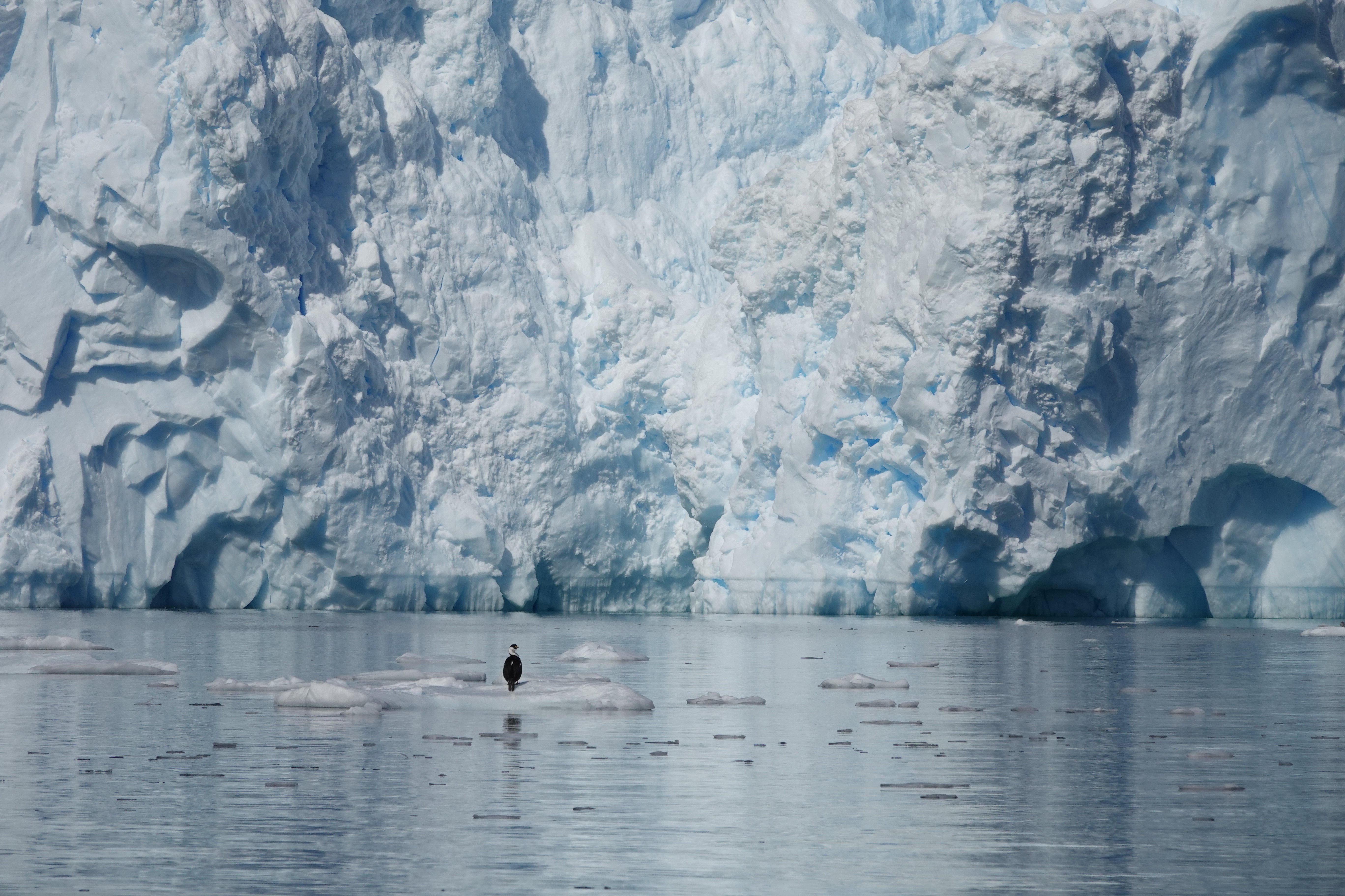 Cormorant antarctique flotte devant glacier