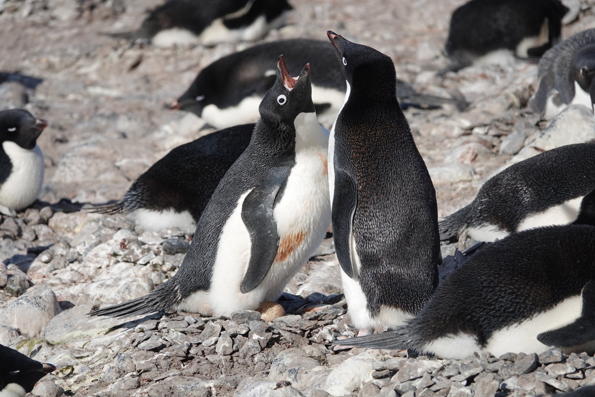 Discussion dans un couple de manchot adélie avec oeuf Discussion dans un couple de manchot adélie avec oeuf
