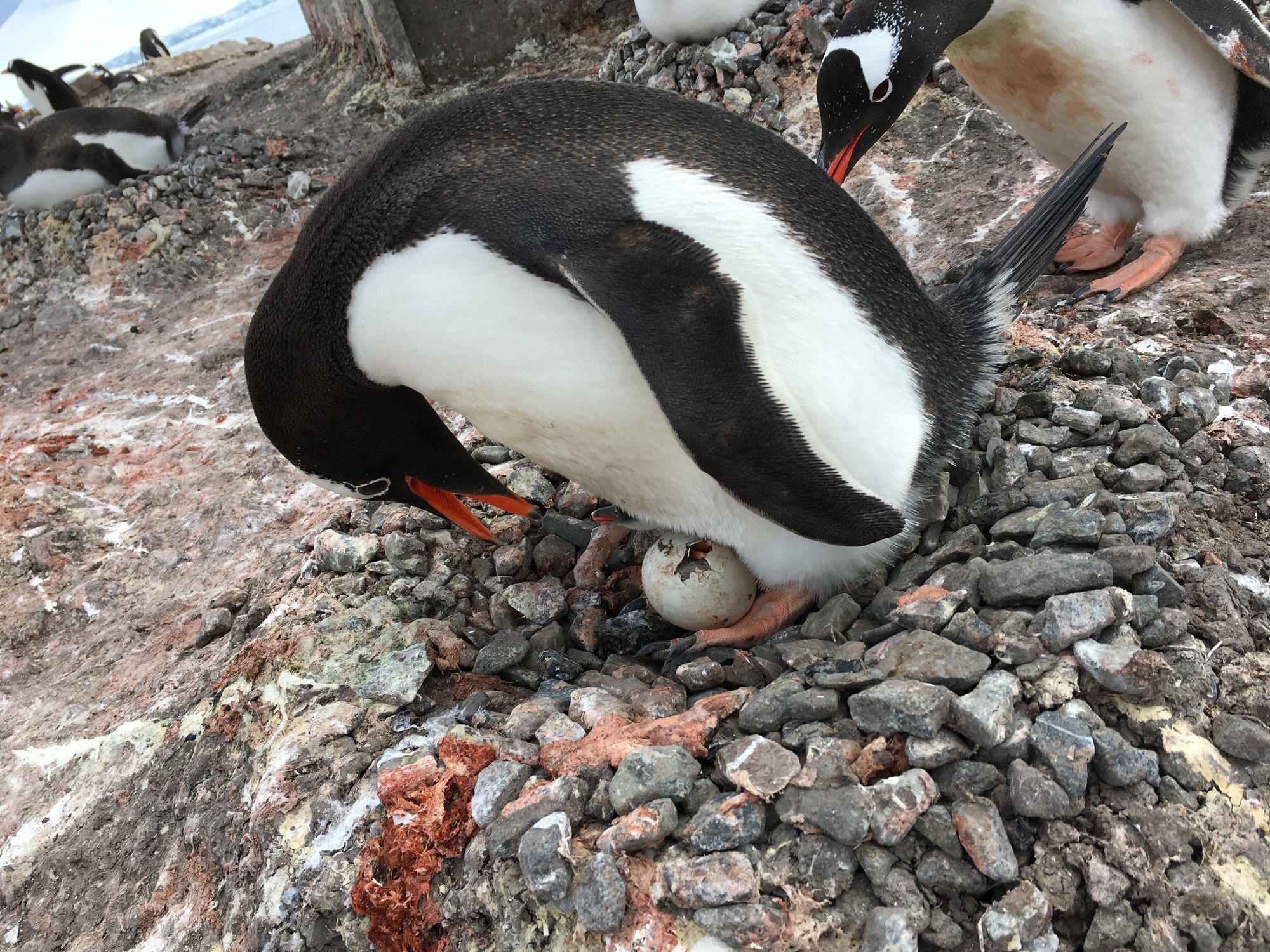 Eclosion dun oeuf de manchot papou Eclosion dun oeuf de manchot papou