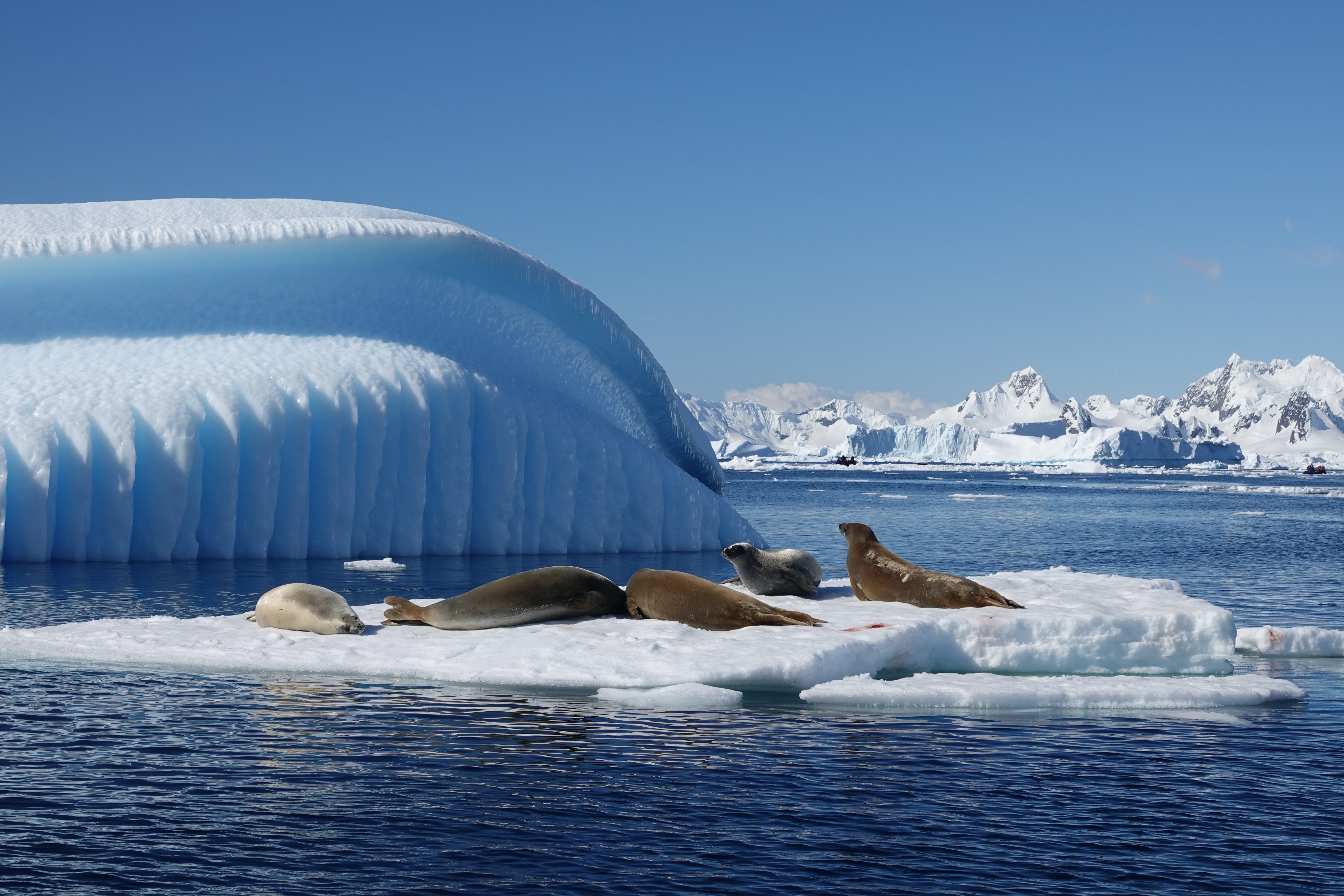 Groupe de phoque crabier sur banquise à la dérive