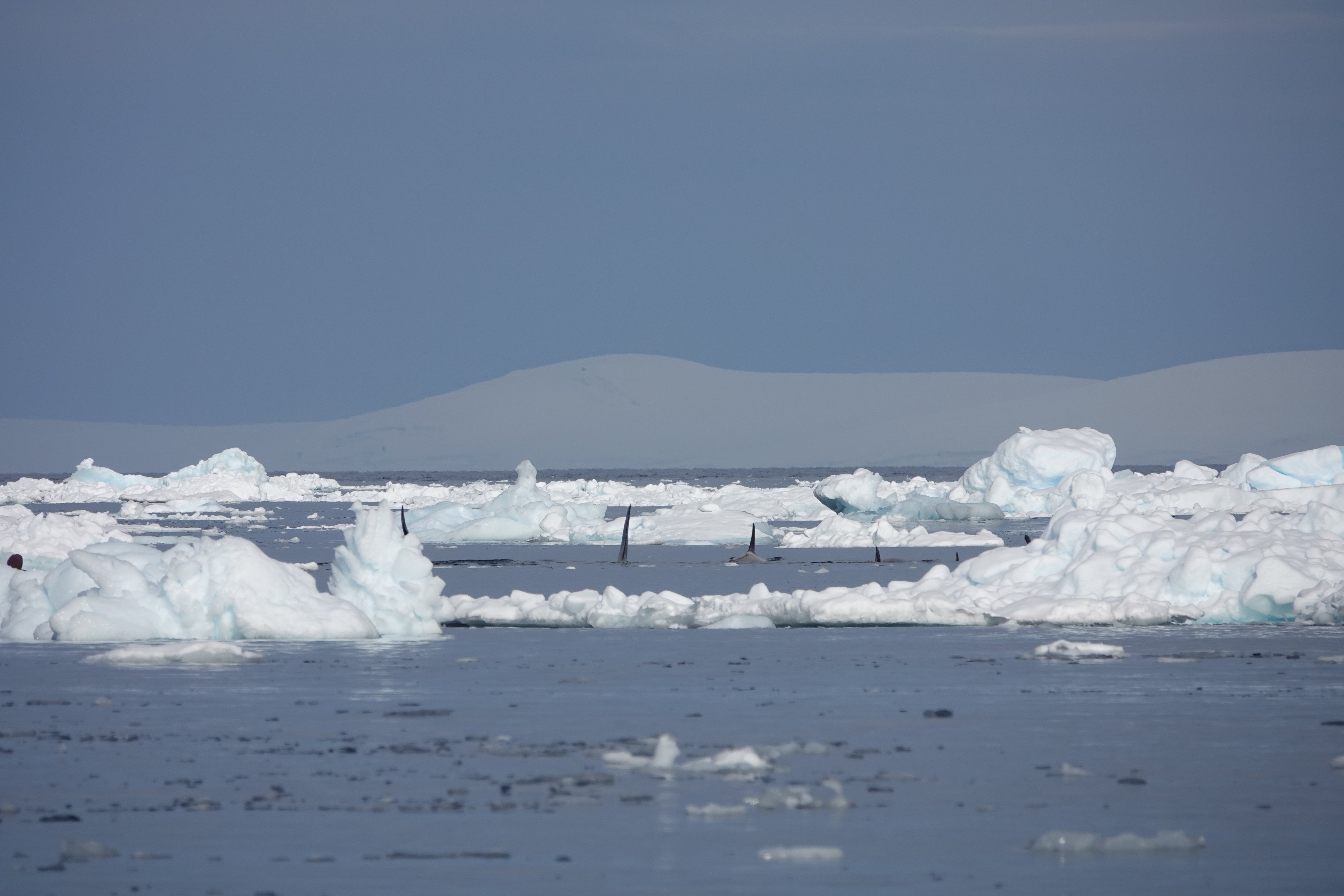 Groupe dorque en chasse dans les glaces