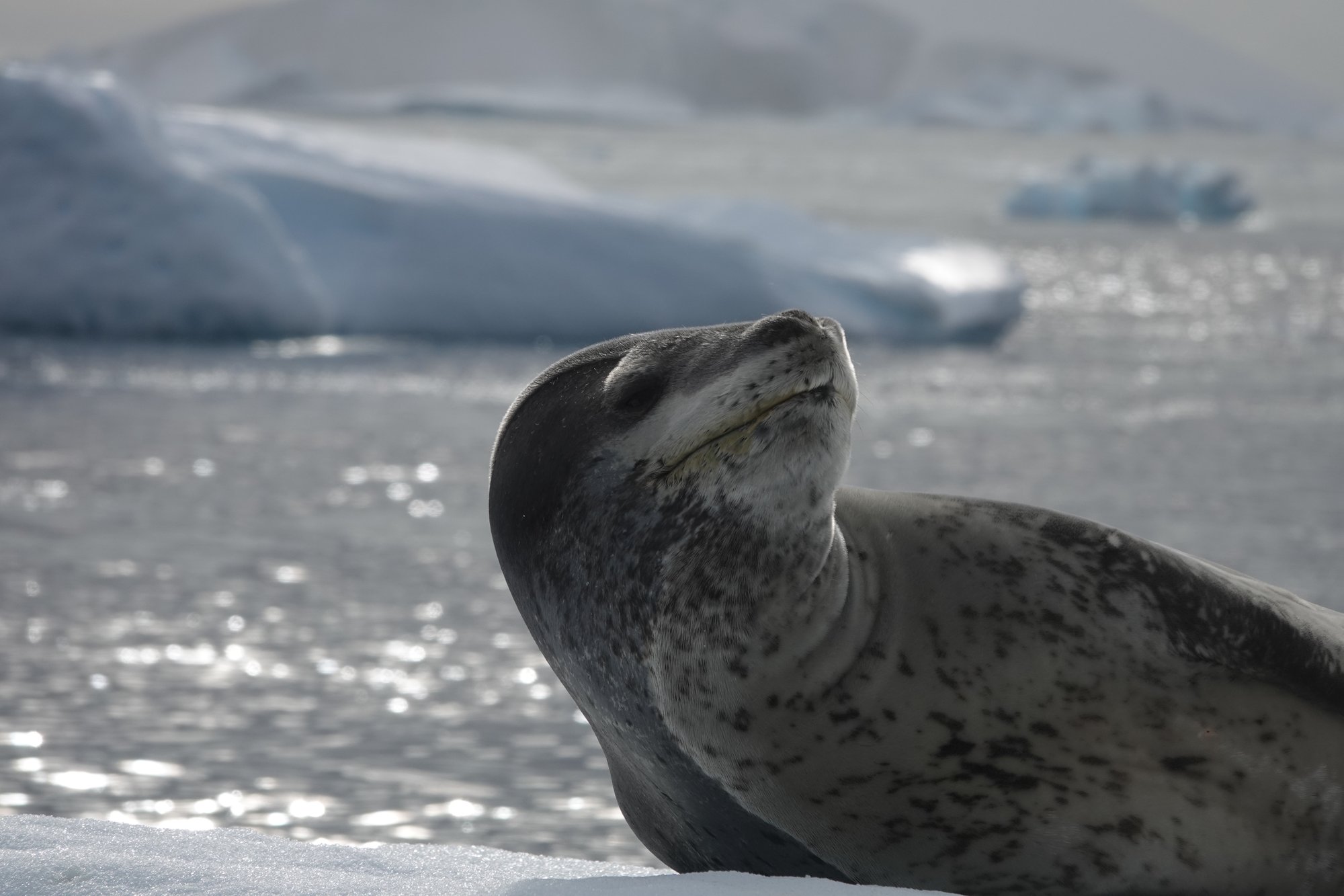 Léopard des mers à la mine patibulaire Léopard des mers à la mine patibulaire