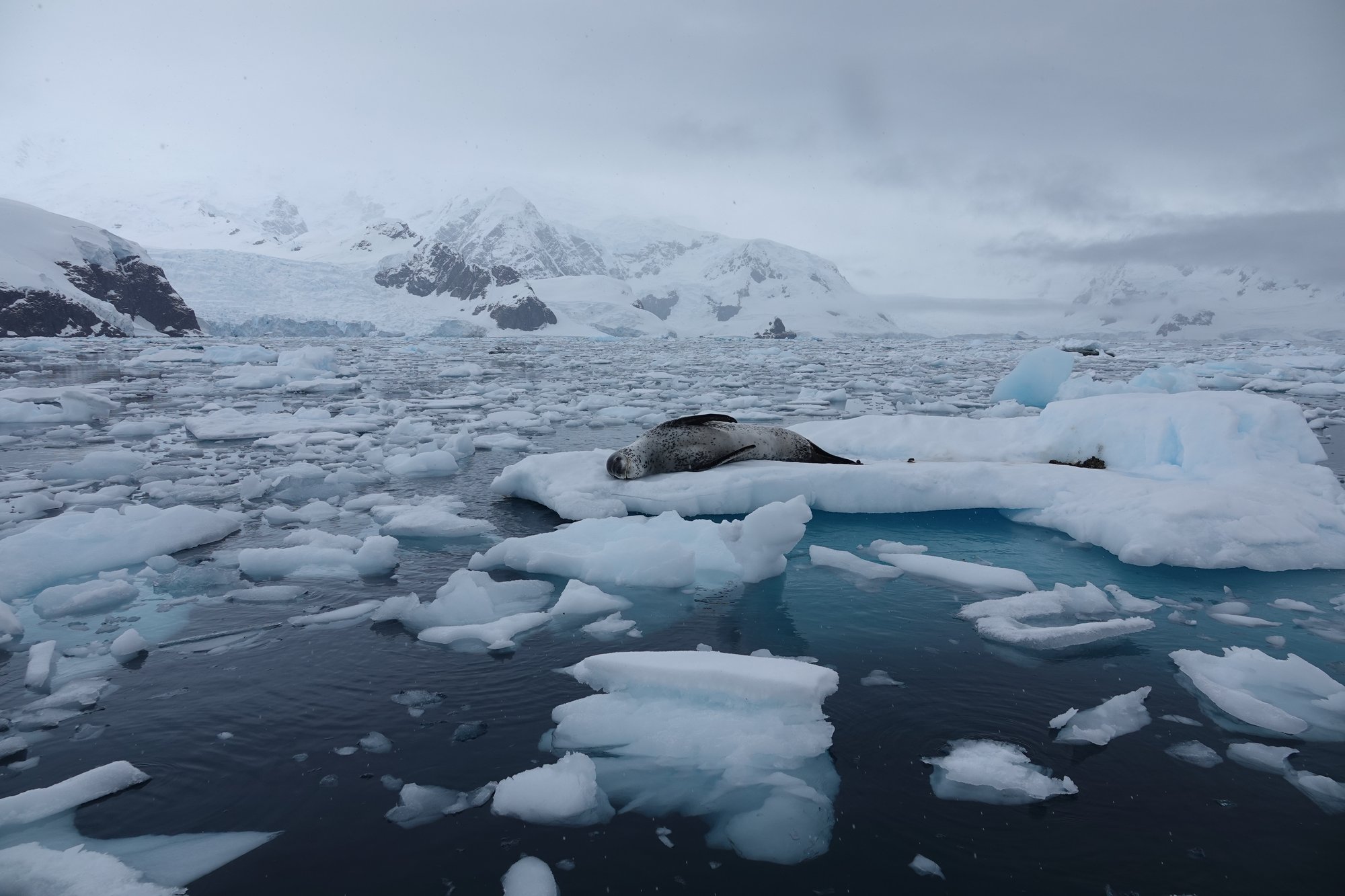 Léopard des mers se prélasse sur la glace Léopard des mers se prélasse sur la glace