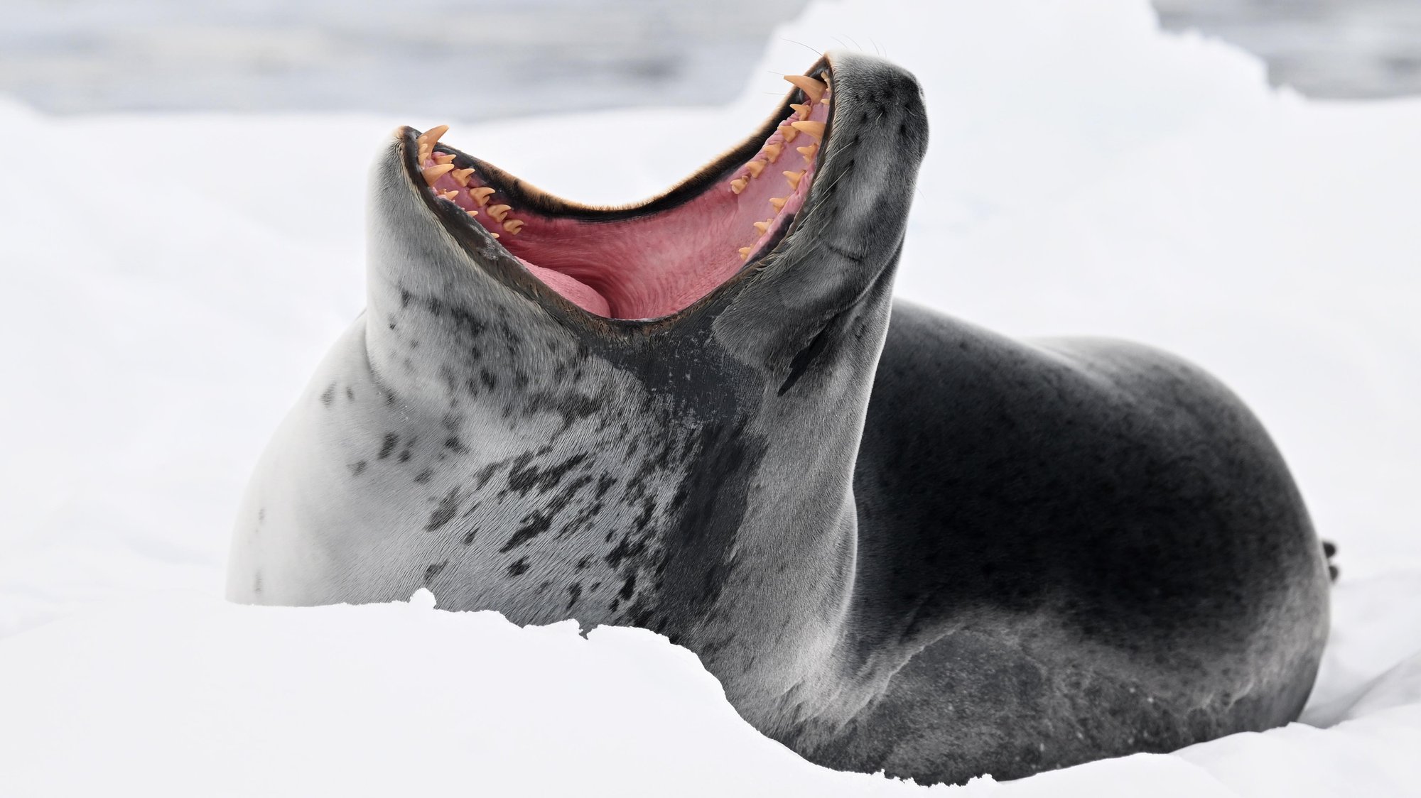 Leopard des mers baille en grand Leopard des mers baille en grand