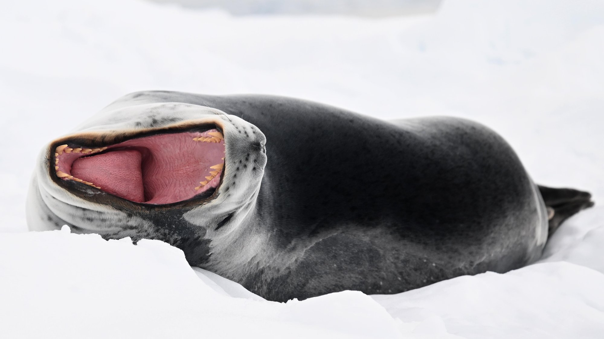 Leopard des mers baille Leopard des mers baille