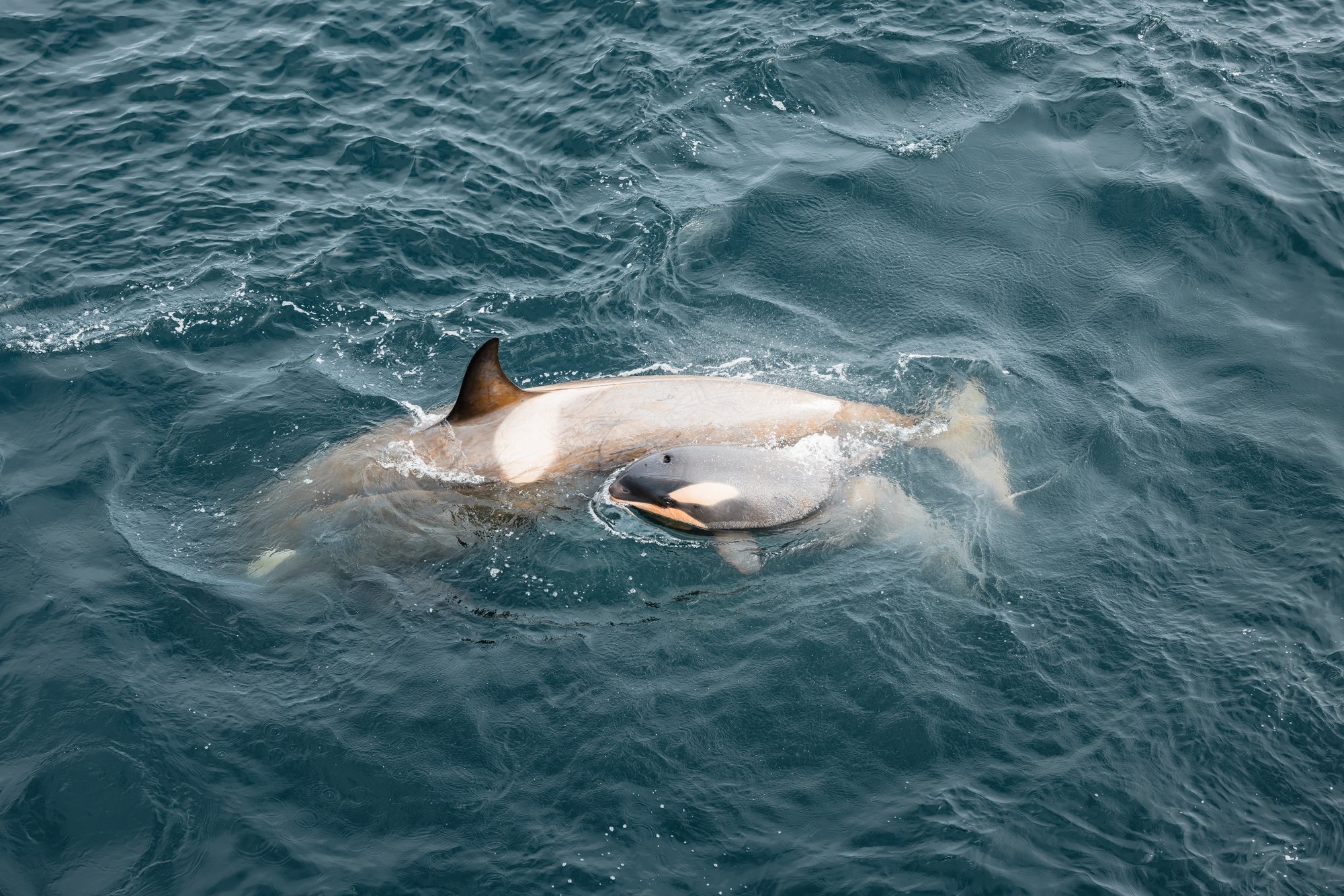 Maman Orque avec bébé de lannée Maman Orque avec bébé de lannée