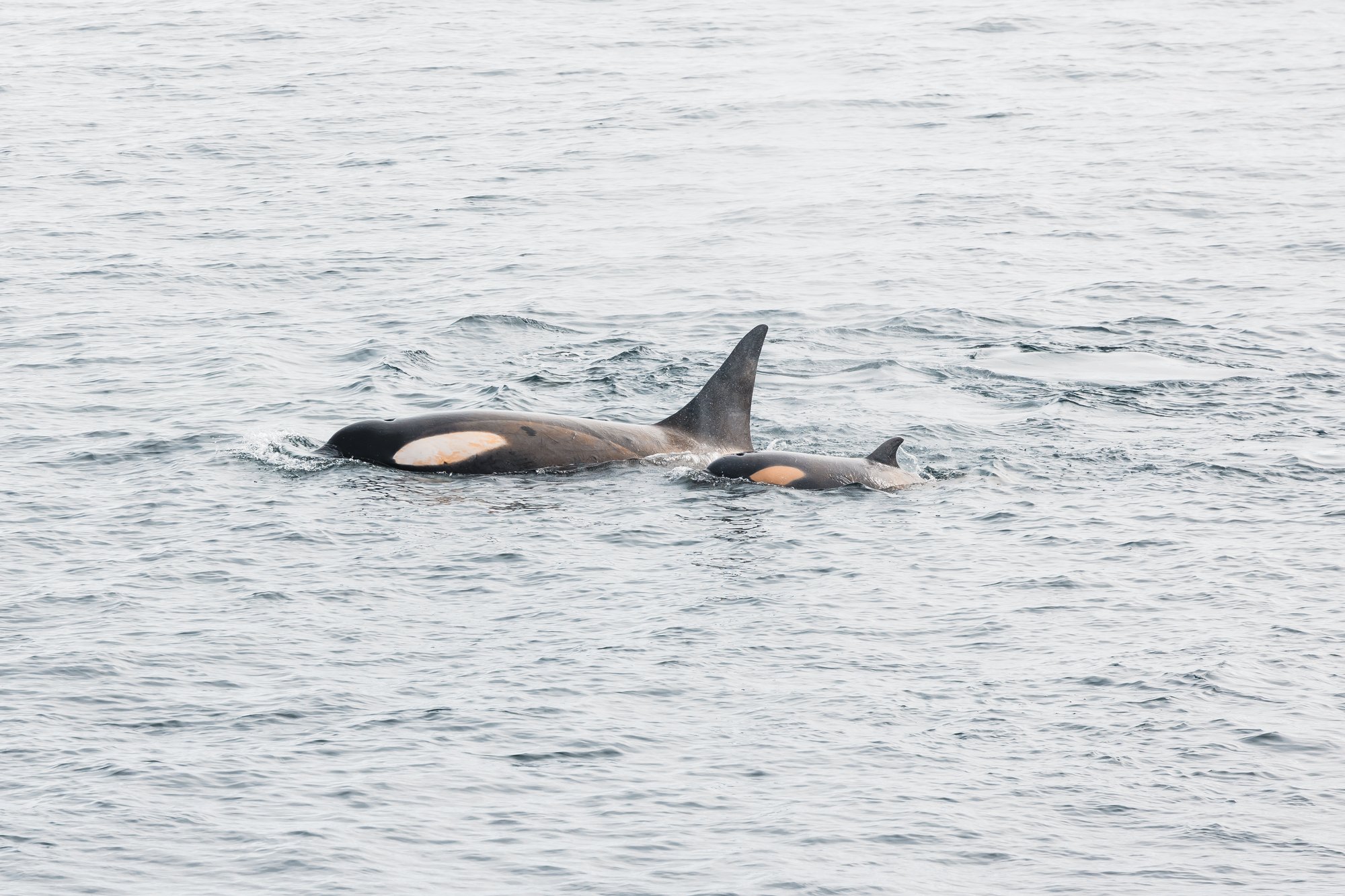 Maman orque et petit de lannée Maman orque et petit de lannée