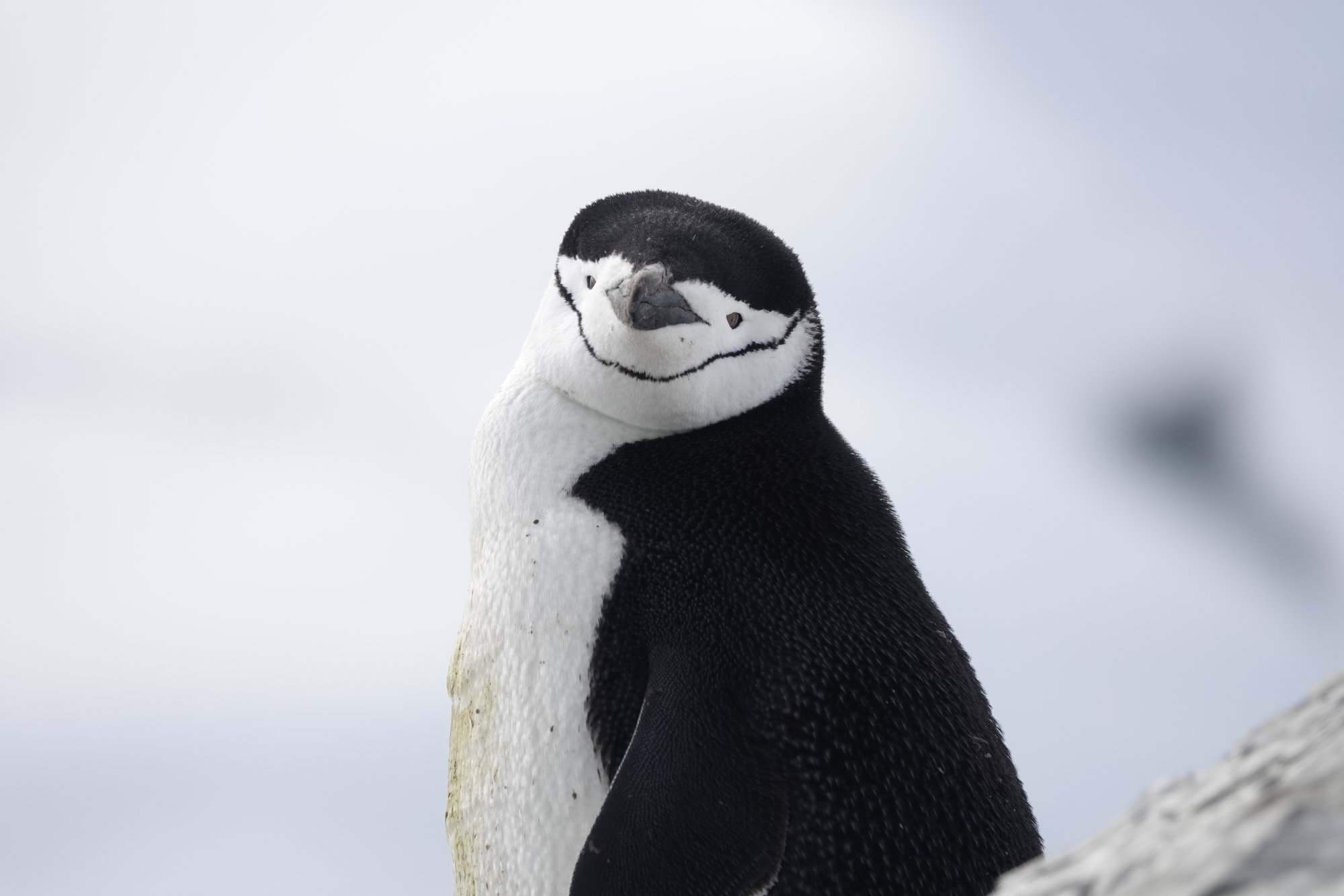 Manchot à jugulaire de face Manchot à jugulaire de face