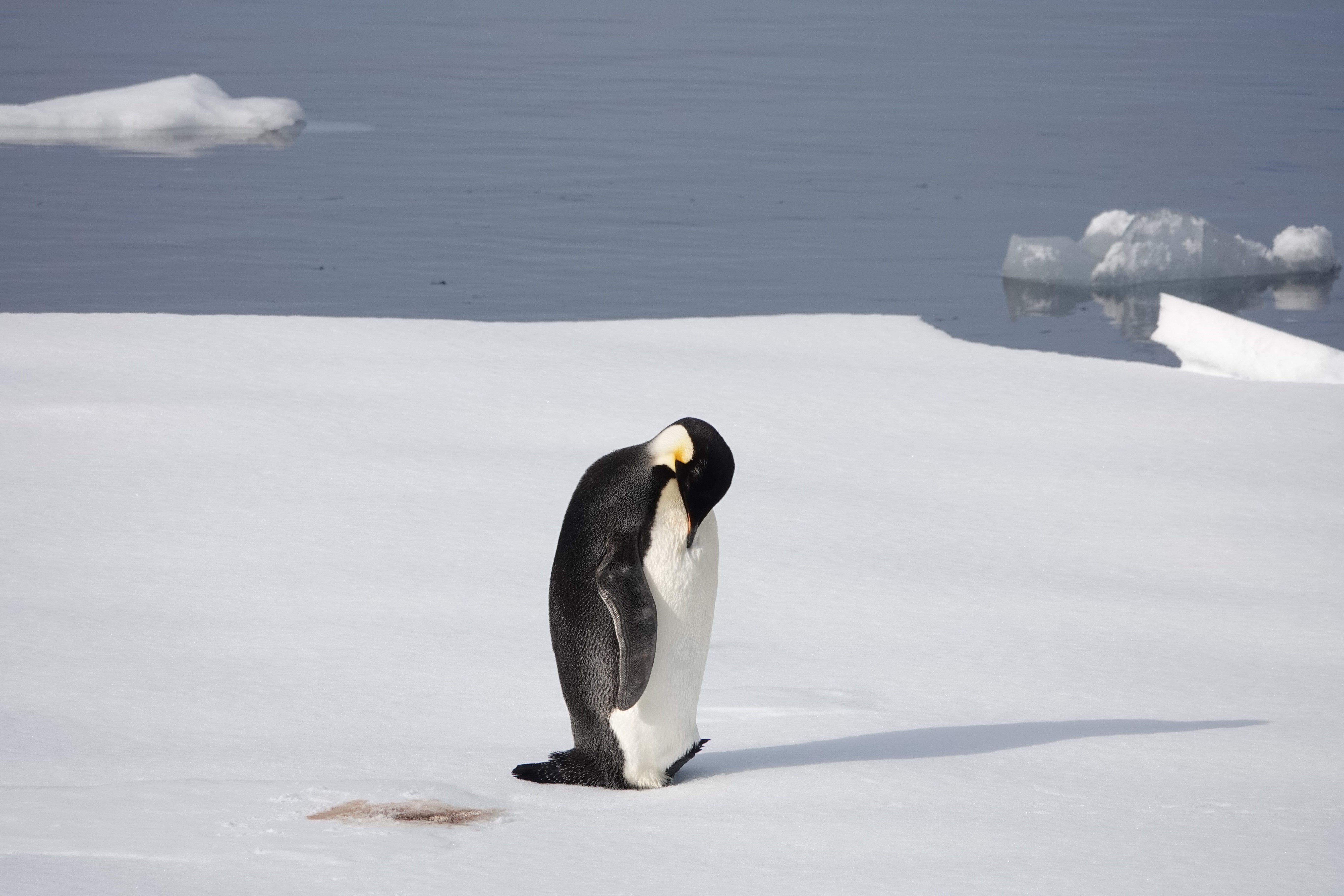 Manchot empereur en pleine toilette