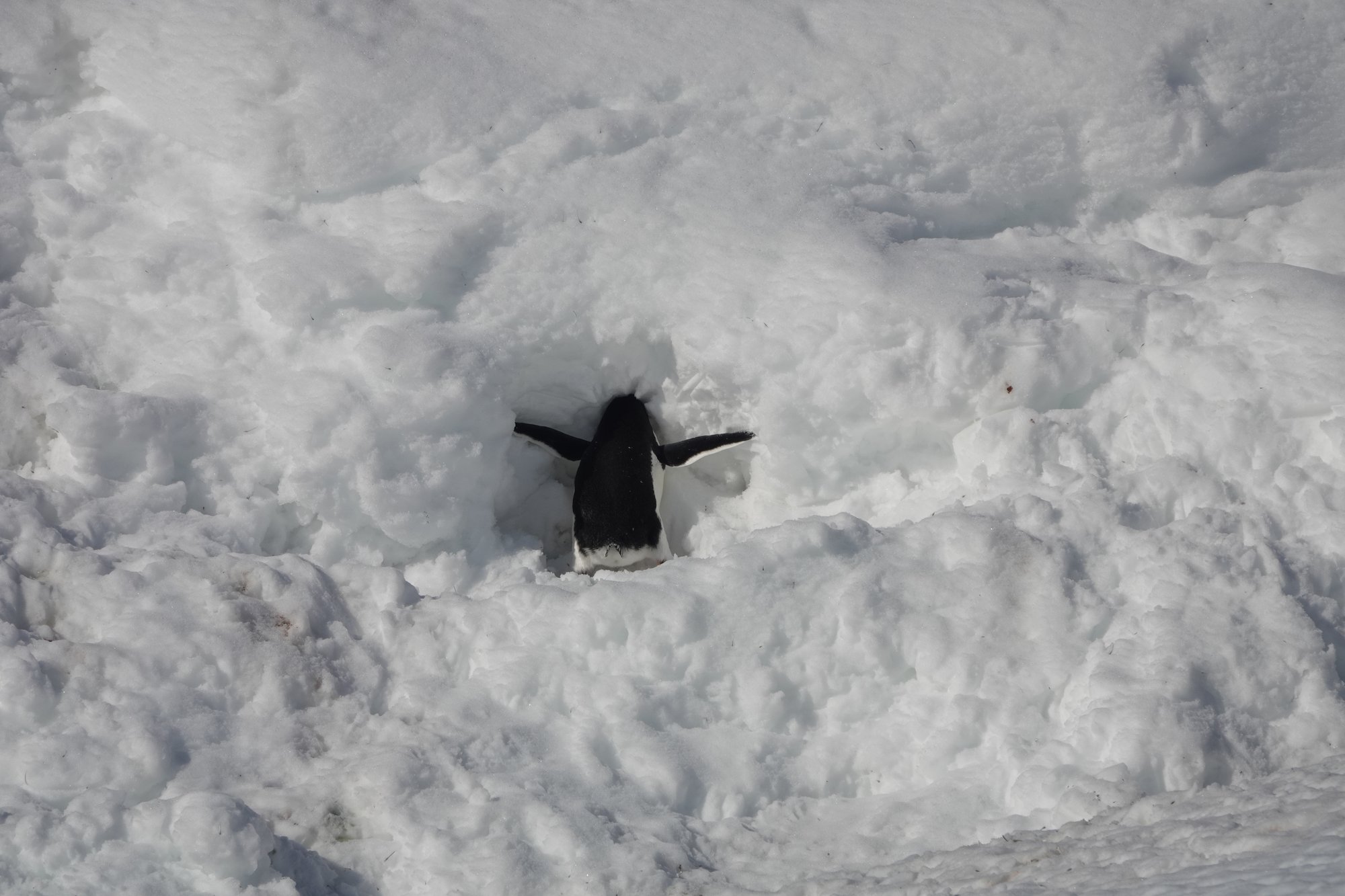 Manchot papou boit la neige Manchot papou boit la neige