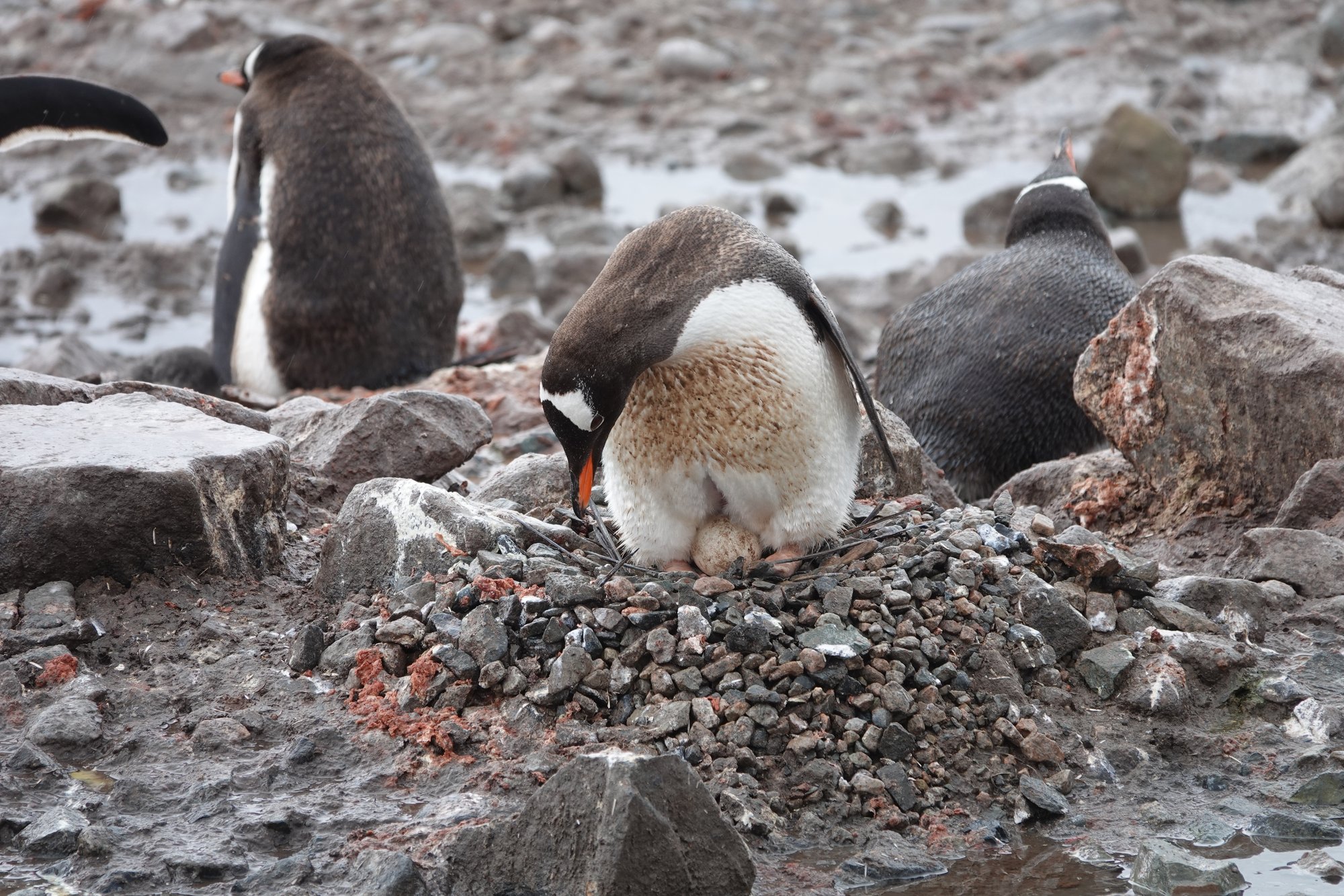 Manchot papou couve ses oeufs Manchot papou couve ses oeufs