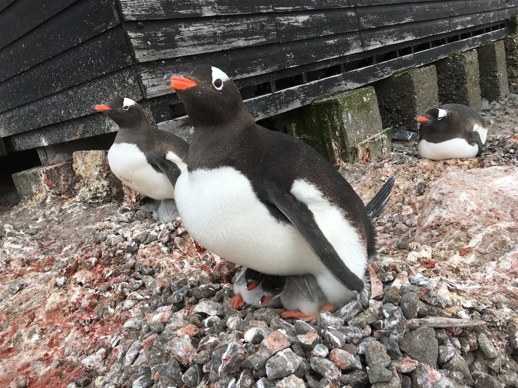 Manchot papou et deux poussins devant Port Lockroy Manchot papou et deux poussins devant Port Lockroy