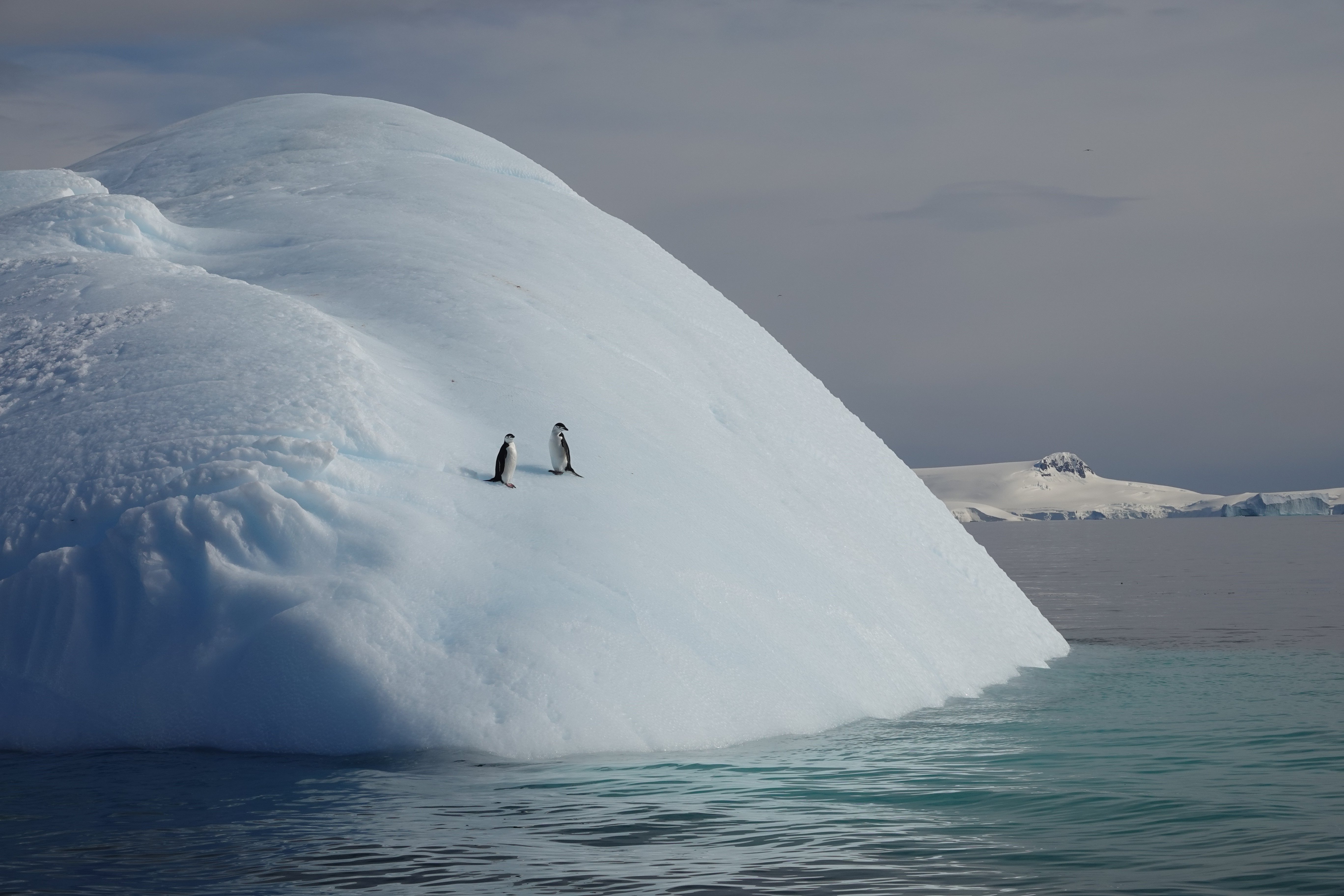 Manchots à jugulaire sur iceberg 2