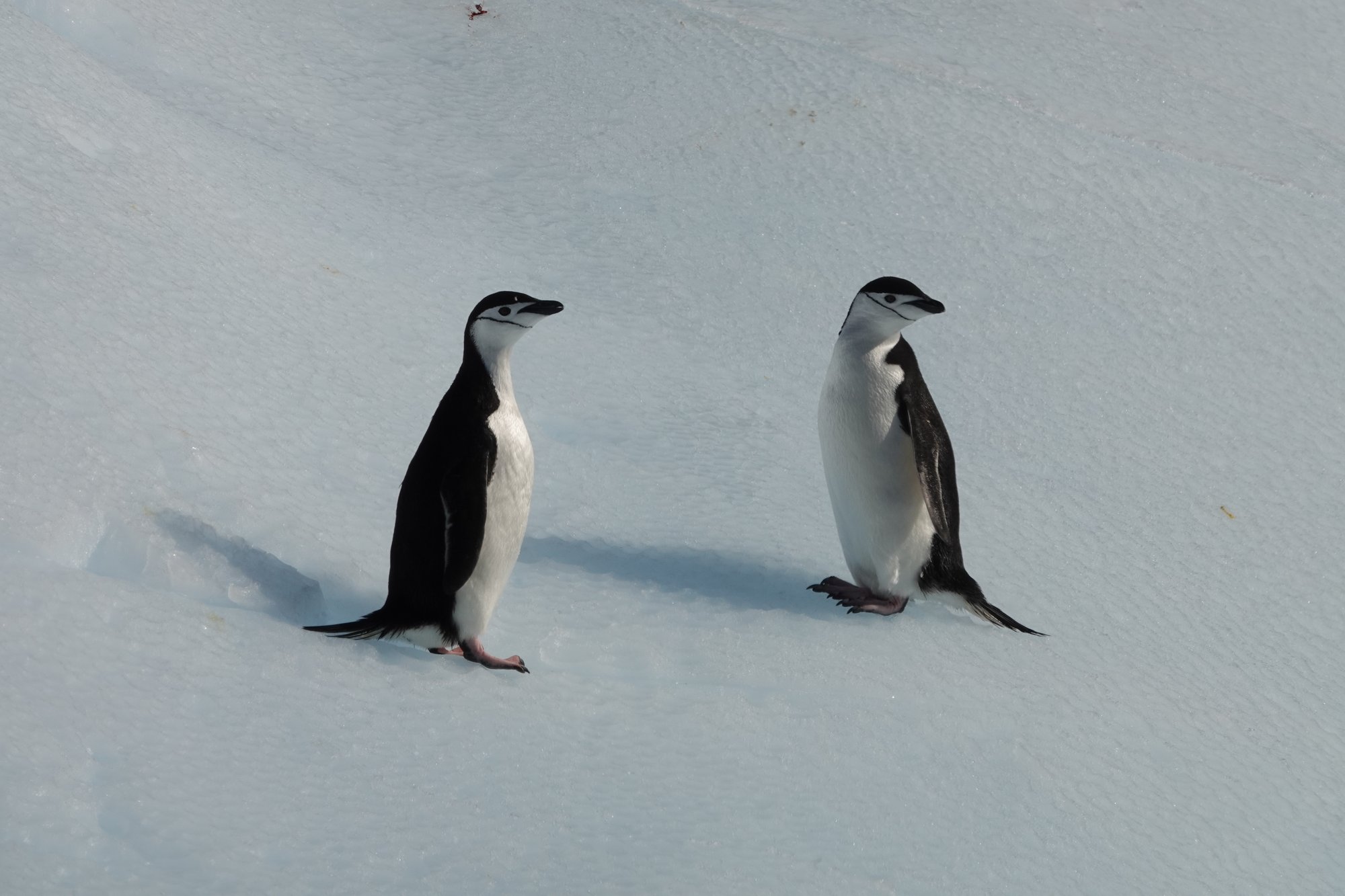 Manchots à jugulaire sur iceberg Manchots à jugulaire sur iceberg
