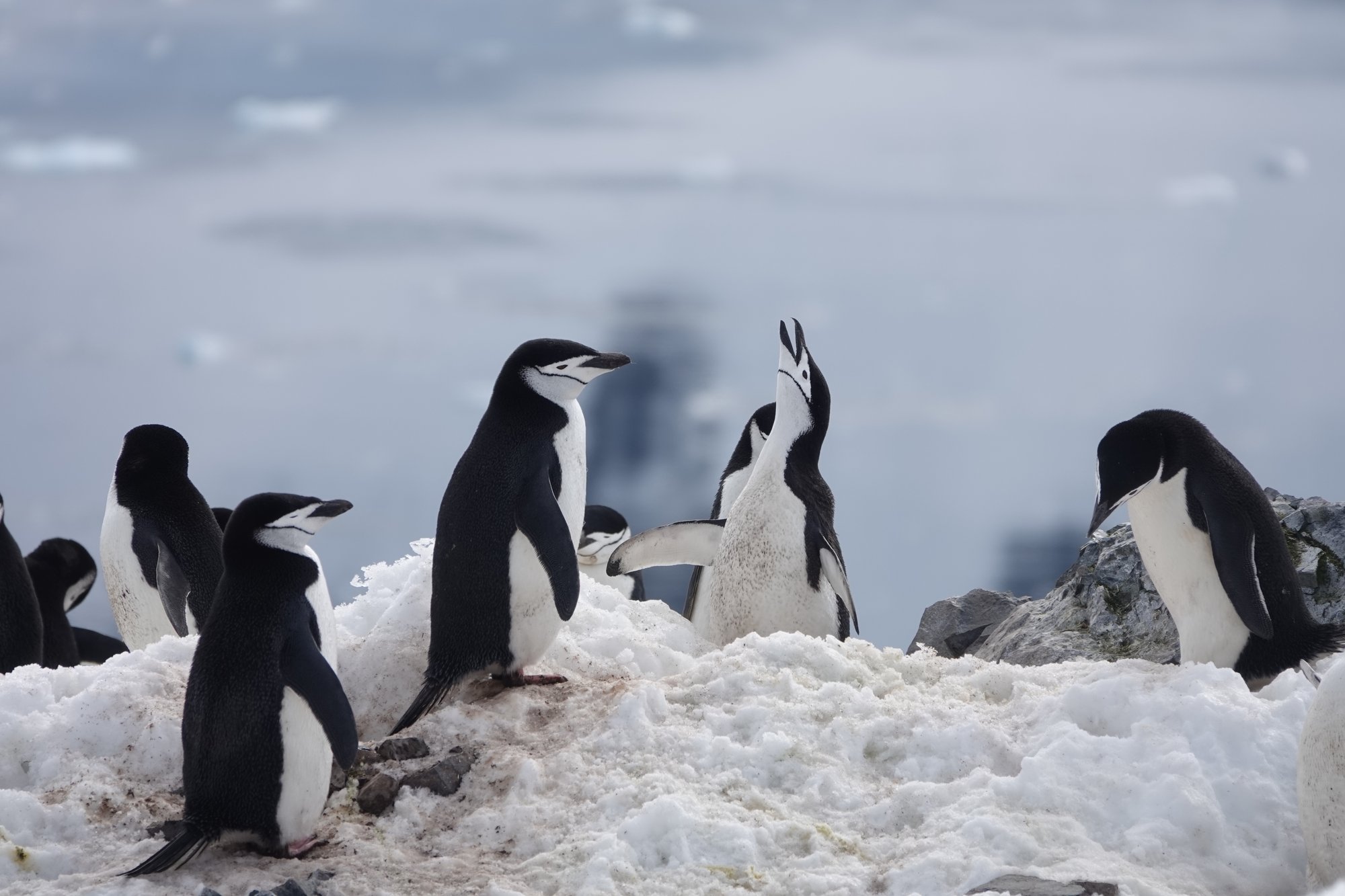 Manchots à jugulaire Manchots à jugulaire