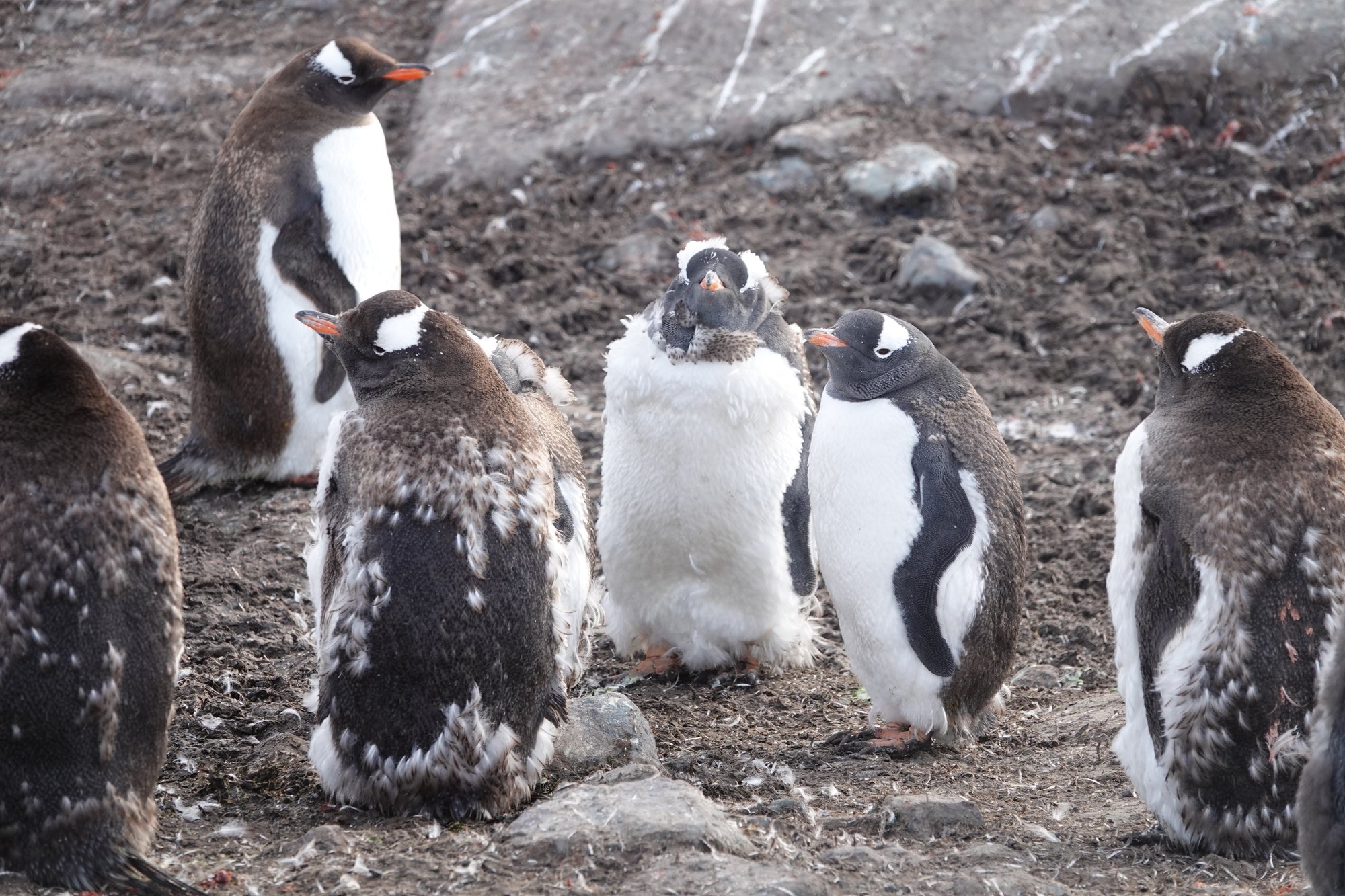 Mue de manchots papou adulte Mue de manchots papou adulte