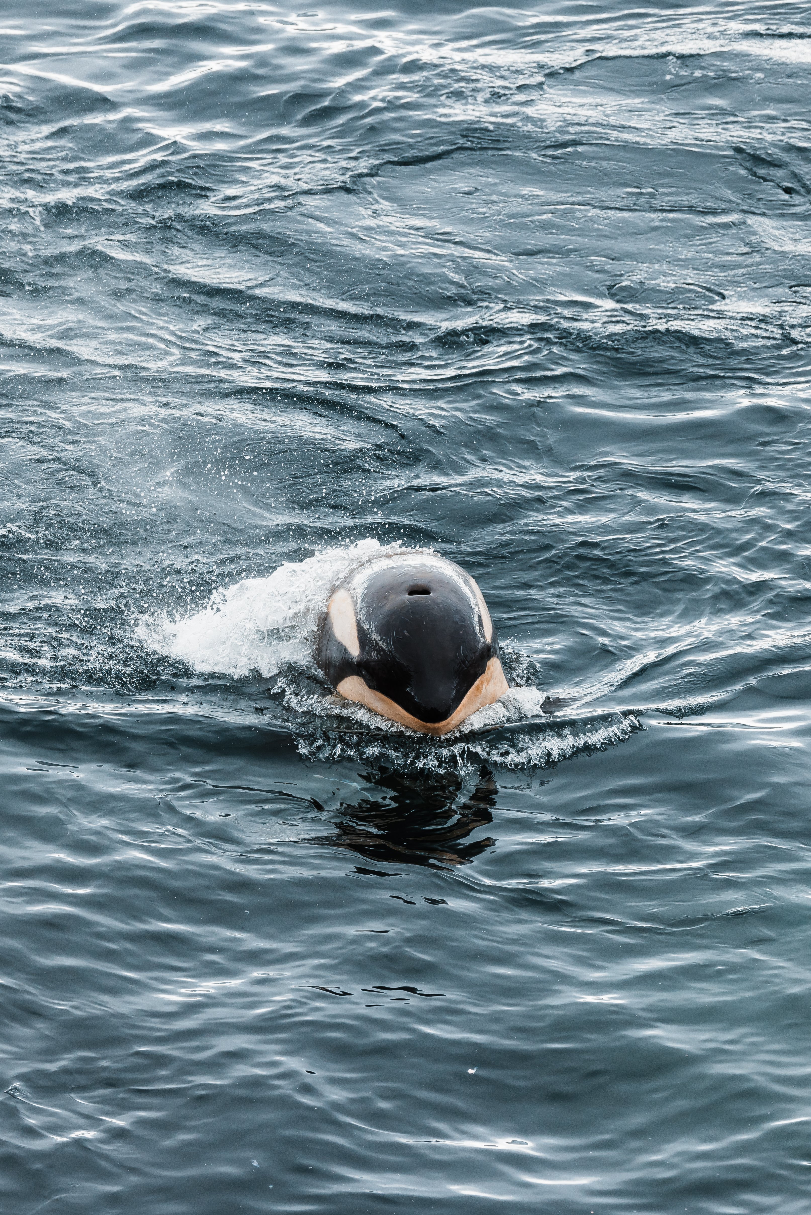 Orque adulte de face