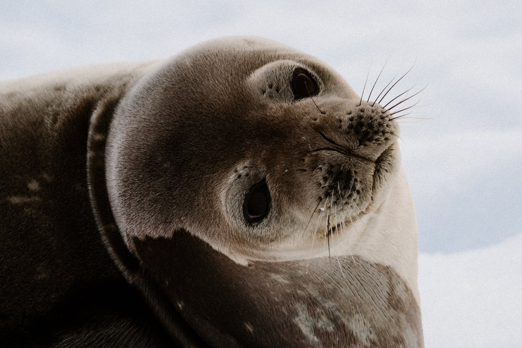 Phoque de weddell 2 Phoque de weddell 2