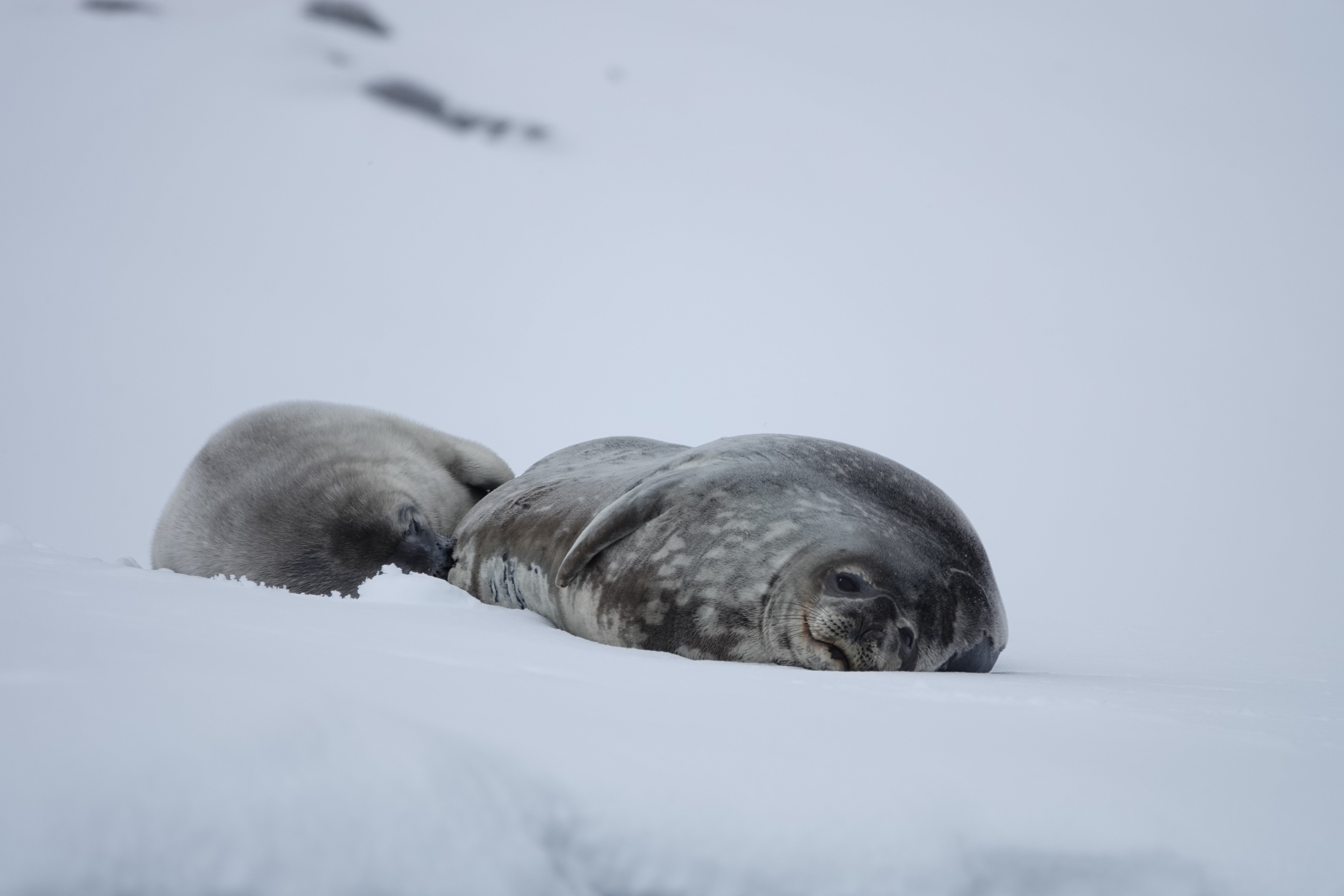Rare photo de maman phoque de weddell allaitant son petit
