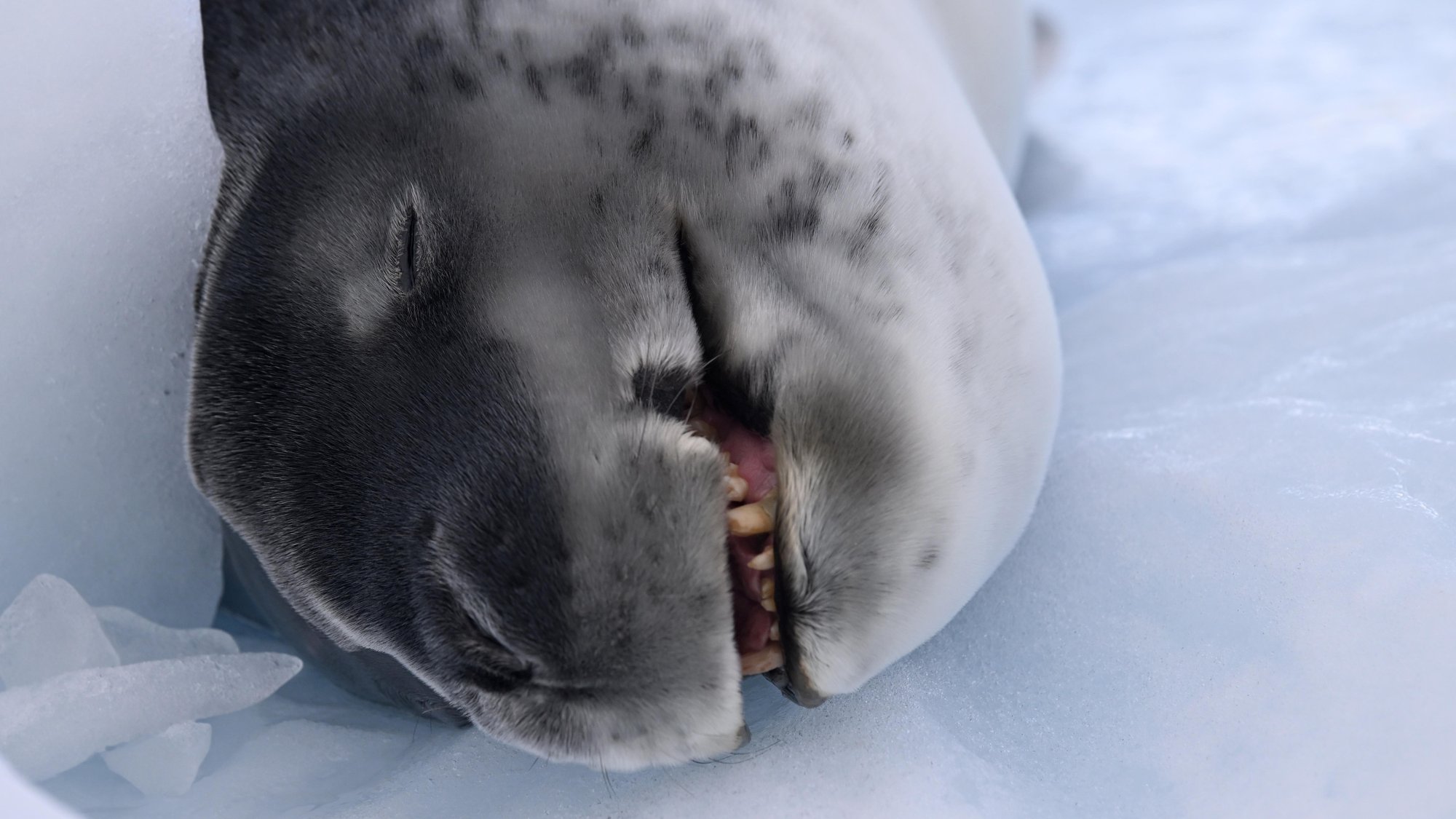 Sourir du Leopard des mers Sourir du Leopard des mers