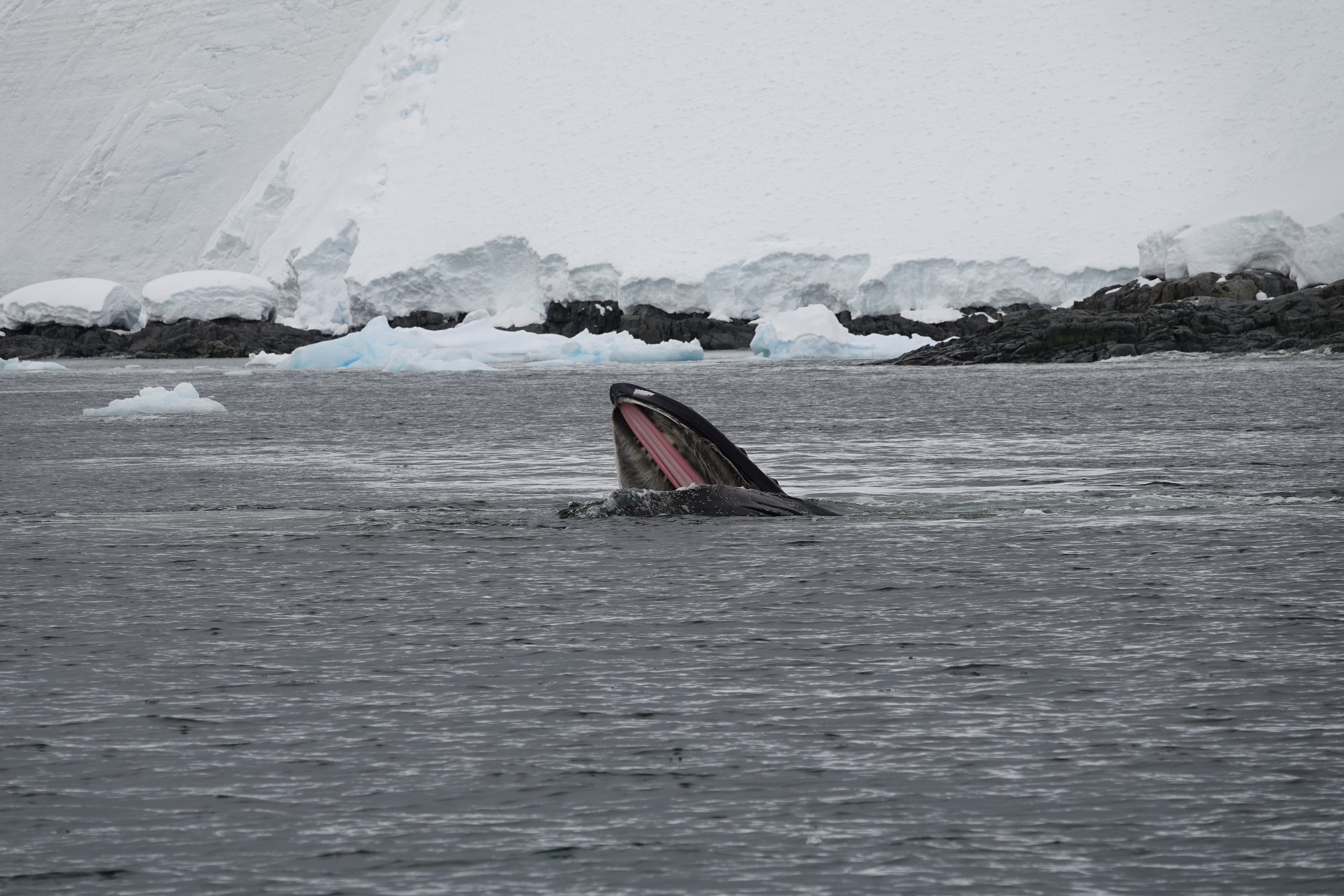 baleine à bosse qui mange