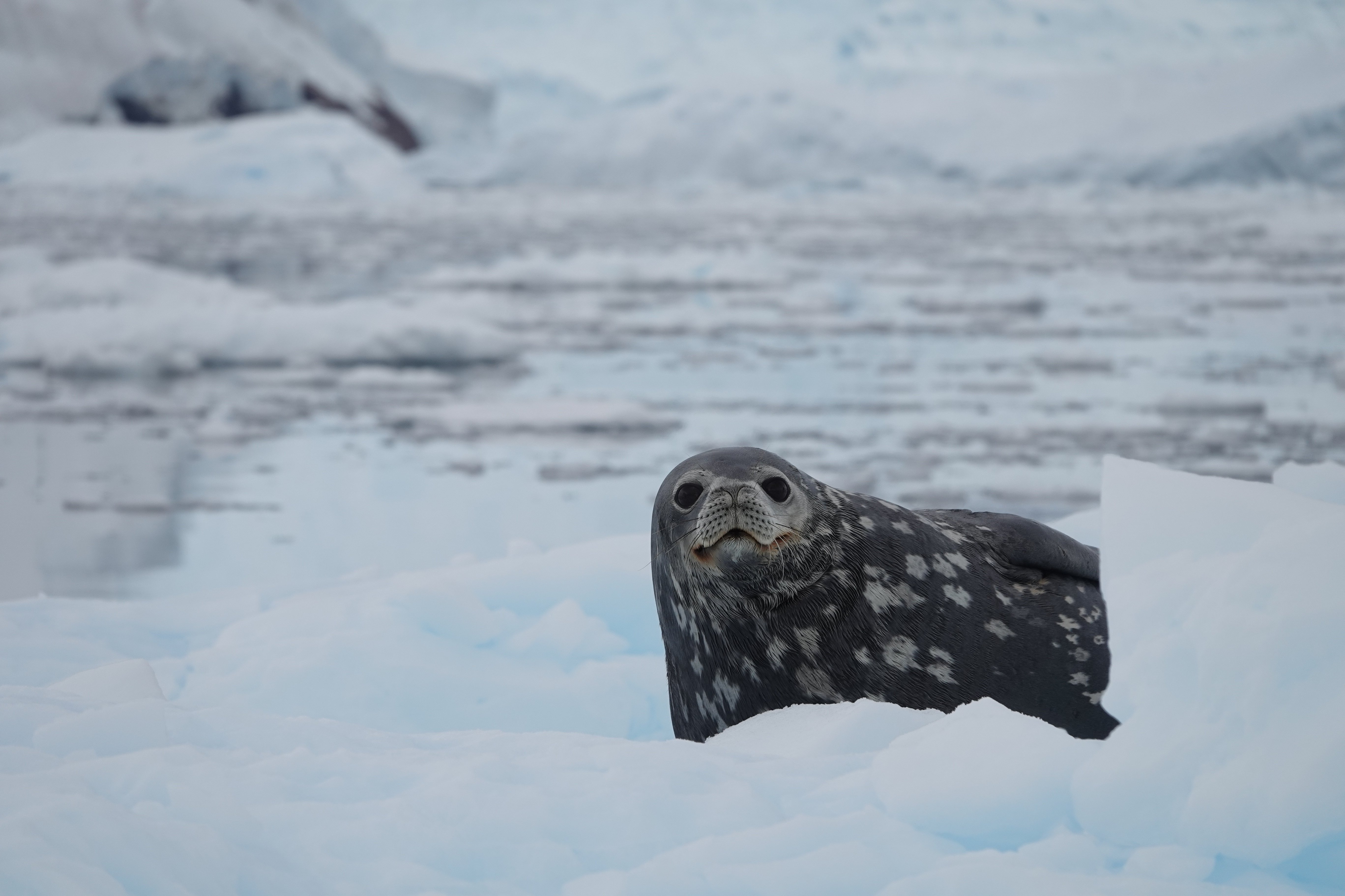 les grands yeux du phoque de weddell