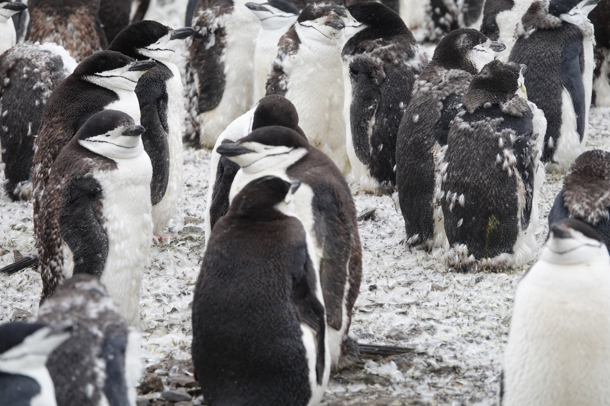 mue de manchots à jugulaire adulte mue de manchots à jugulaire adulte